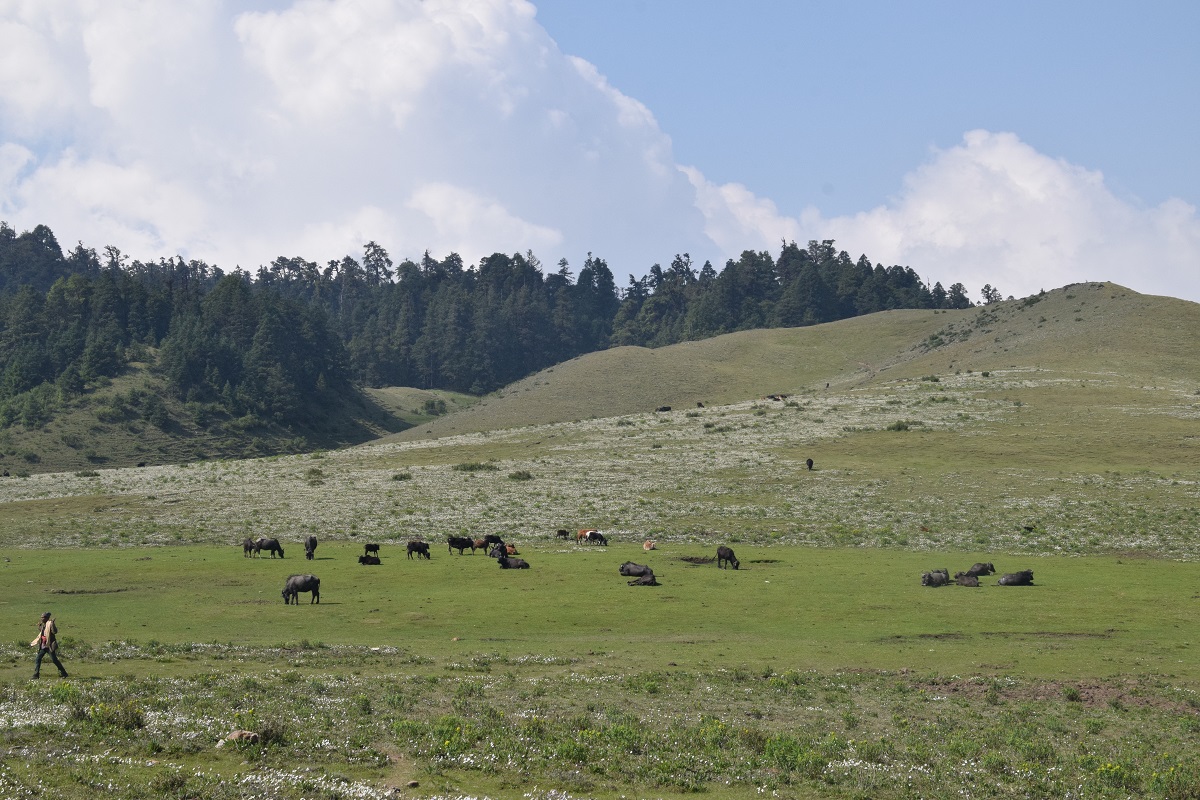 khaptad_basant (12).JPG